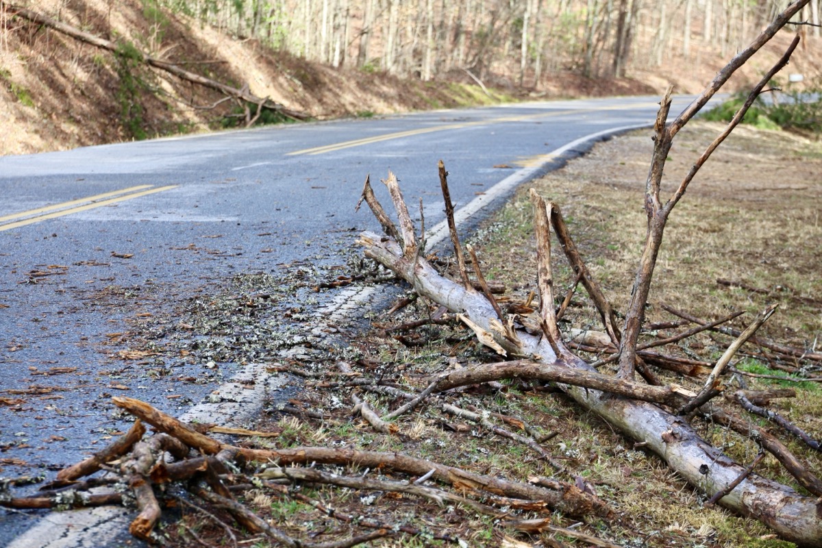 Dozens of trees hit county roadways as a result of sustained high winds and even higher gusts that rolled in with the March 15-16 storm system. Photo by Shawn Jarrard
