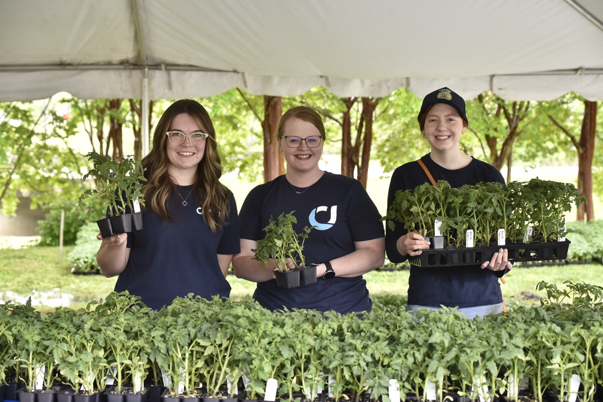 Bank staff and volunteers handed out a whopping 15,000 individual tomato plants at the United Community Main Branch in Blairsville – a tremendous showing of community appreciation.