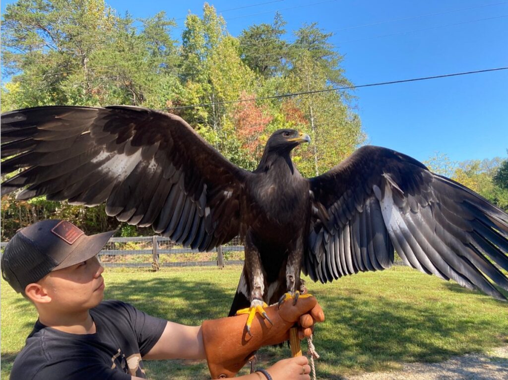 This Golden Eagle named Majesty will be present for fascinated onlookers at the Made in Georgia Festival this weekend.
