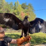 This Golden Eagle named Majesty will be present for fascinated onlookers at the Made in Georgia Festival this weekend.