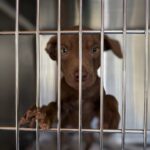 Rescue puppies treated for deadly parvovirus