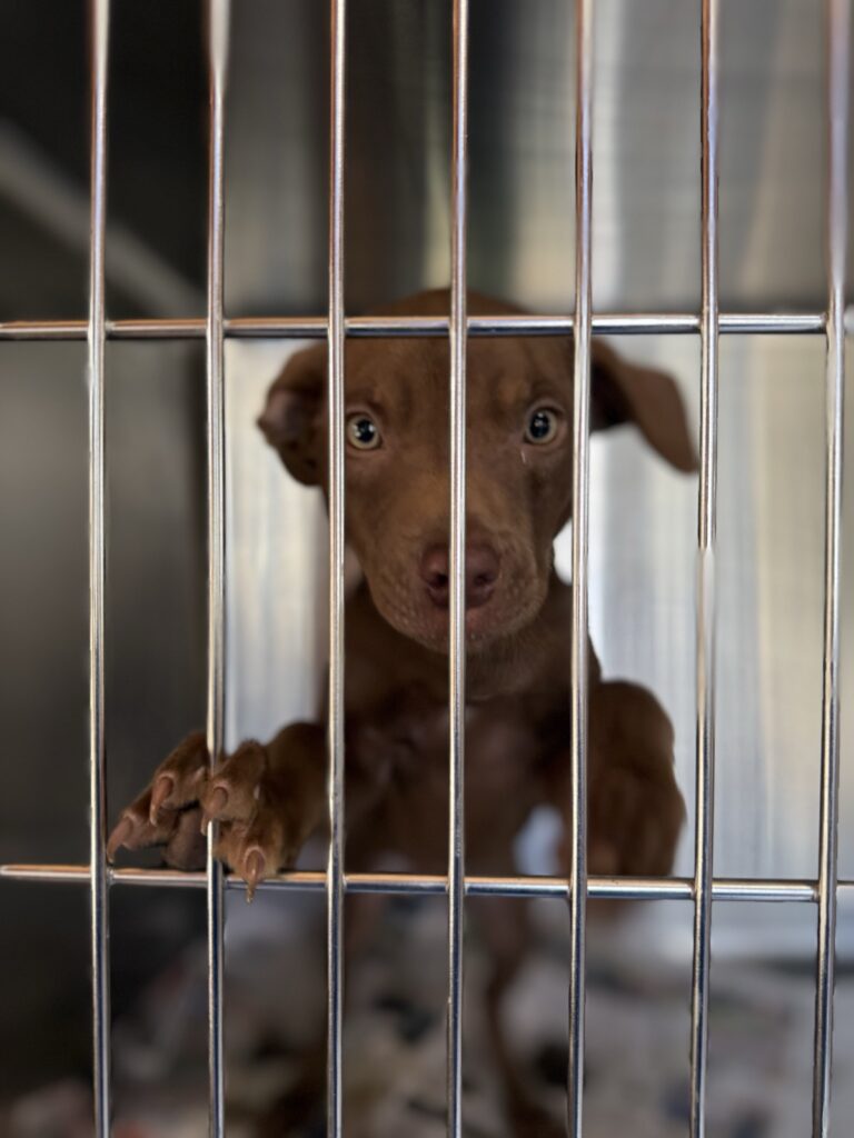 Rescue puppies treated for deadly parvovirus