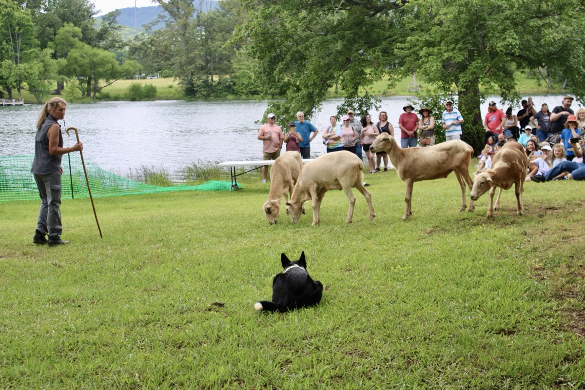 Herding dogs gathered large crowds at the 2025 Scottish Festival, expertly corralling ducks and sheep to the fascination of onlookers Saturday and Sunday. Photo by Lowell Nicholson