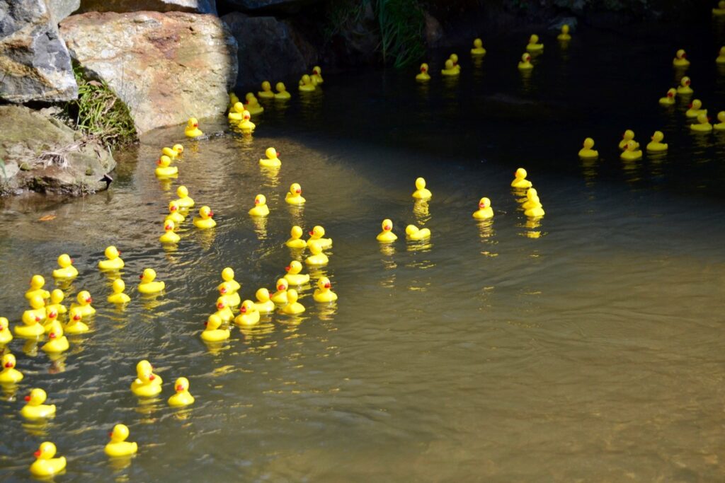 Thousands of yellow rubber ducks will take to the waters of Butternut Creek on Saturday to race for a good cause.