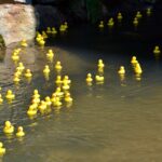 Thousands of yellow rubber ducks will take to the waters of Butternut Creek on Saturday to race for a good cause.