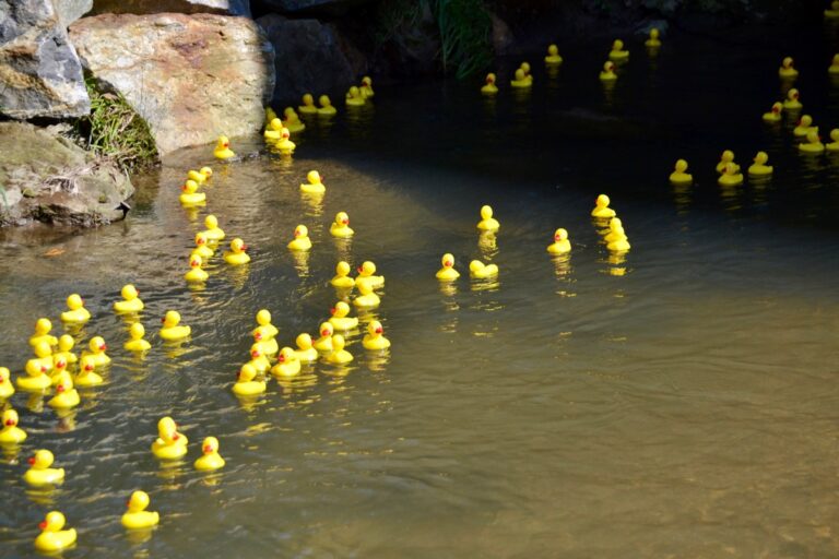 Thousands of yellow rubber ducks will take to the waters of Butternut Creek on Saturday to race for a good cause.