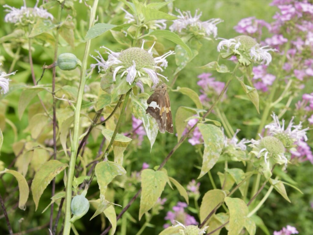 New Native Plant Garden opens for public enjoyment