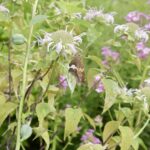 New Native Plant Garden opens for public enjoyment